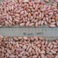 Hot Sale Jumbo Peanut Kernels From China